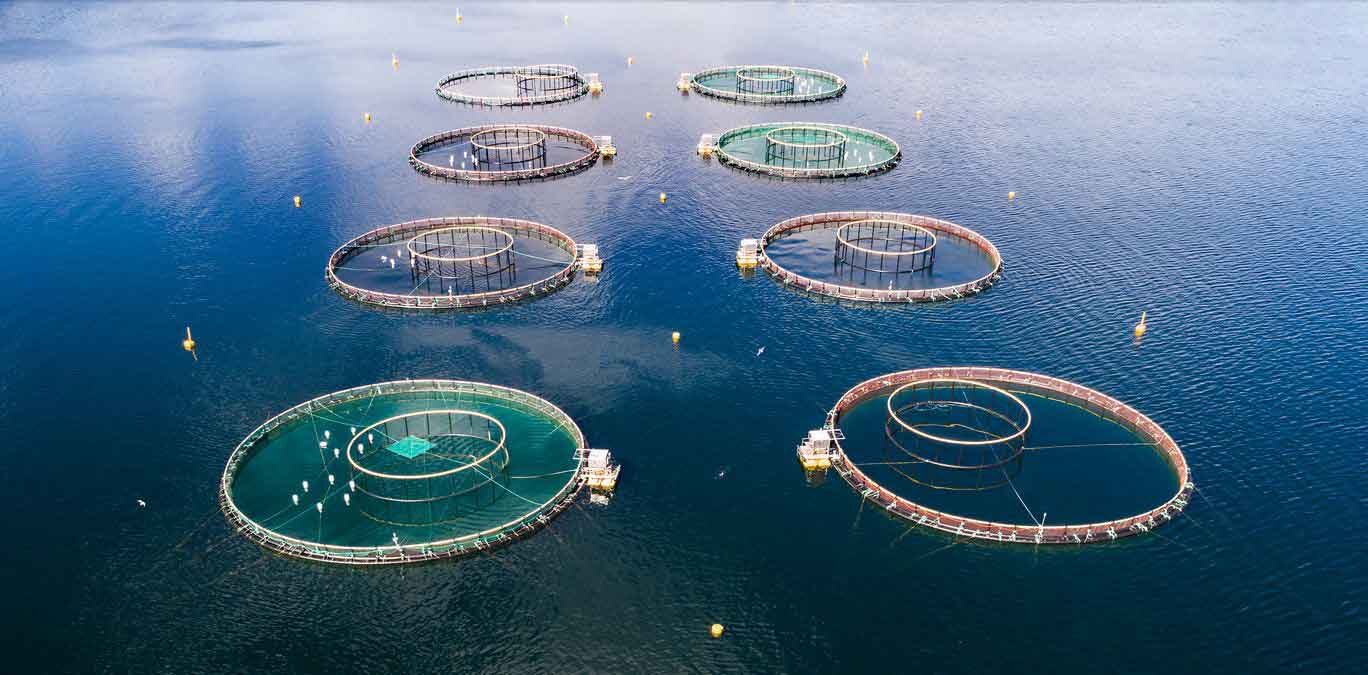 Aerial view of circular aquaculture pens on open water.