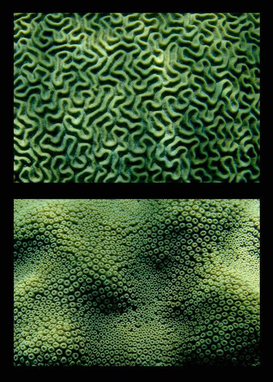 Close-up texture of brain coral.