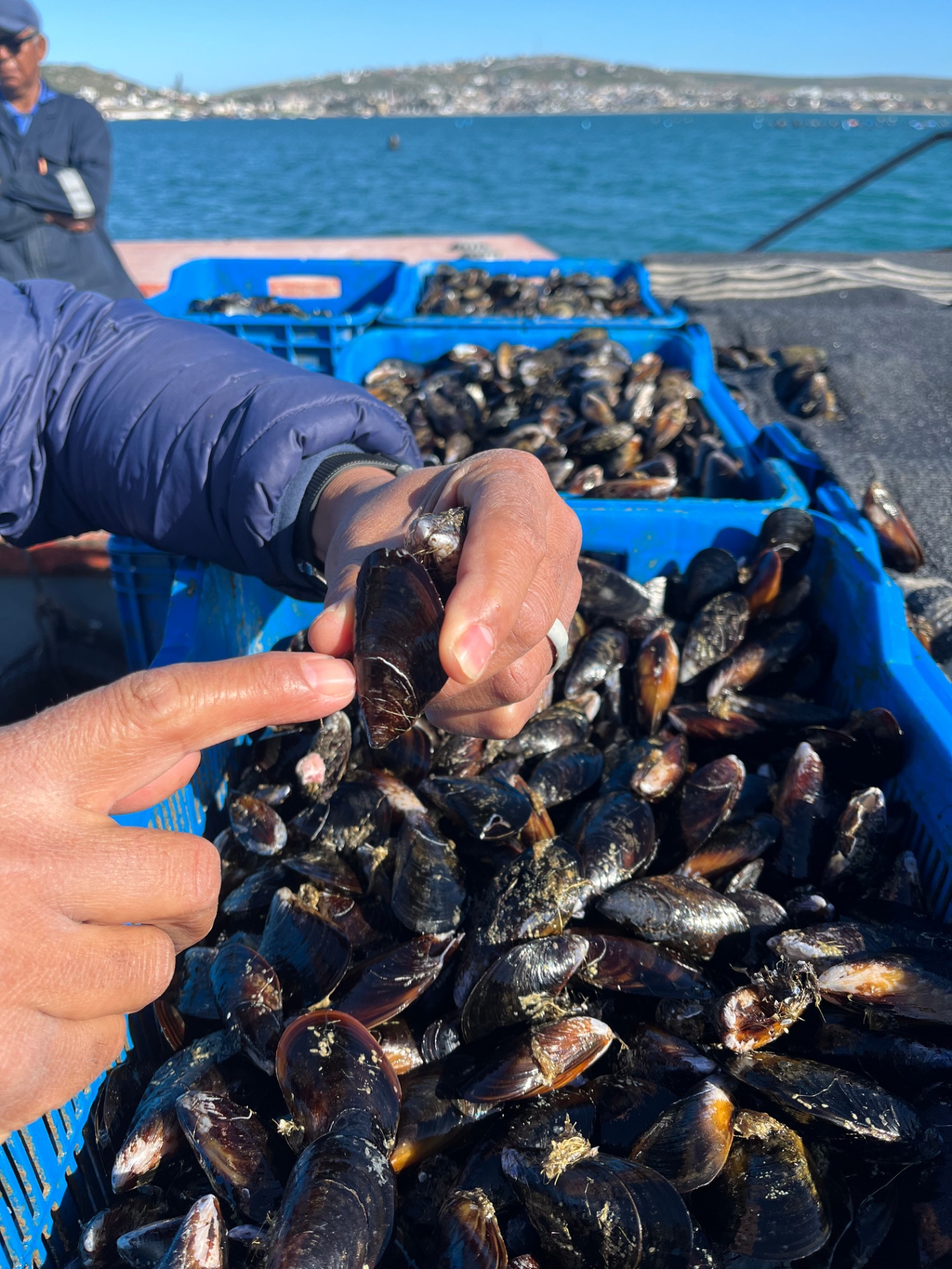 Hands examining a fresh mussel at a coastal harvest
