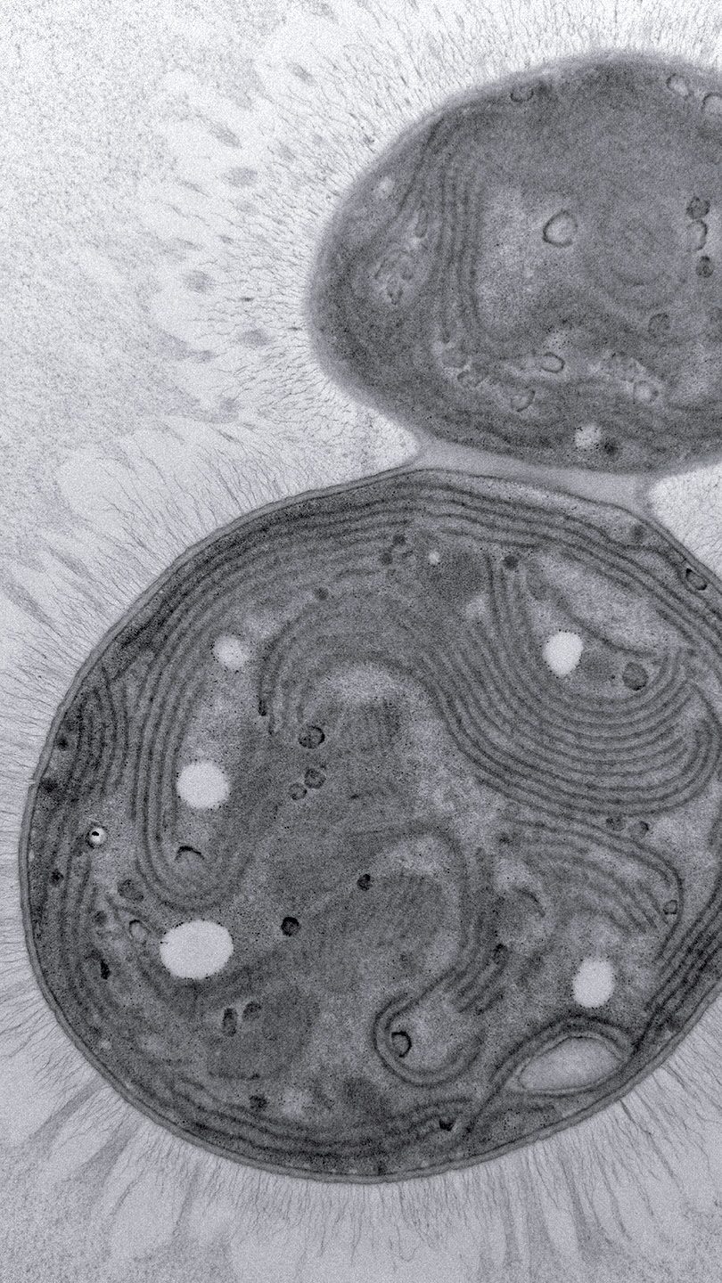 Microscopic view of cellular structures.