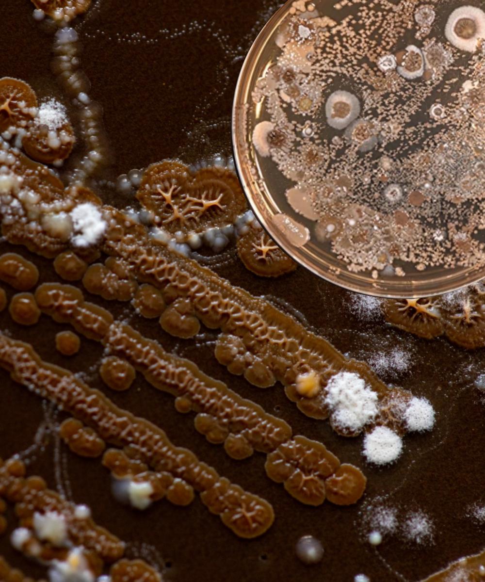 Soilscopes