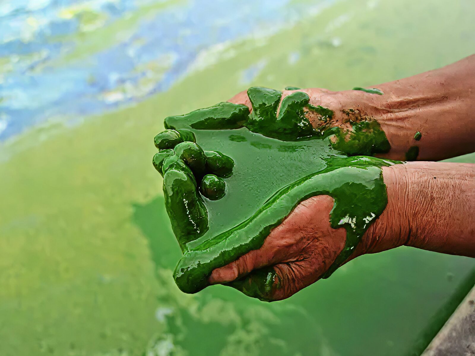 Hands lifting green algae from the water.