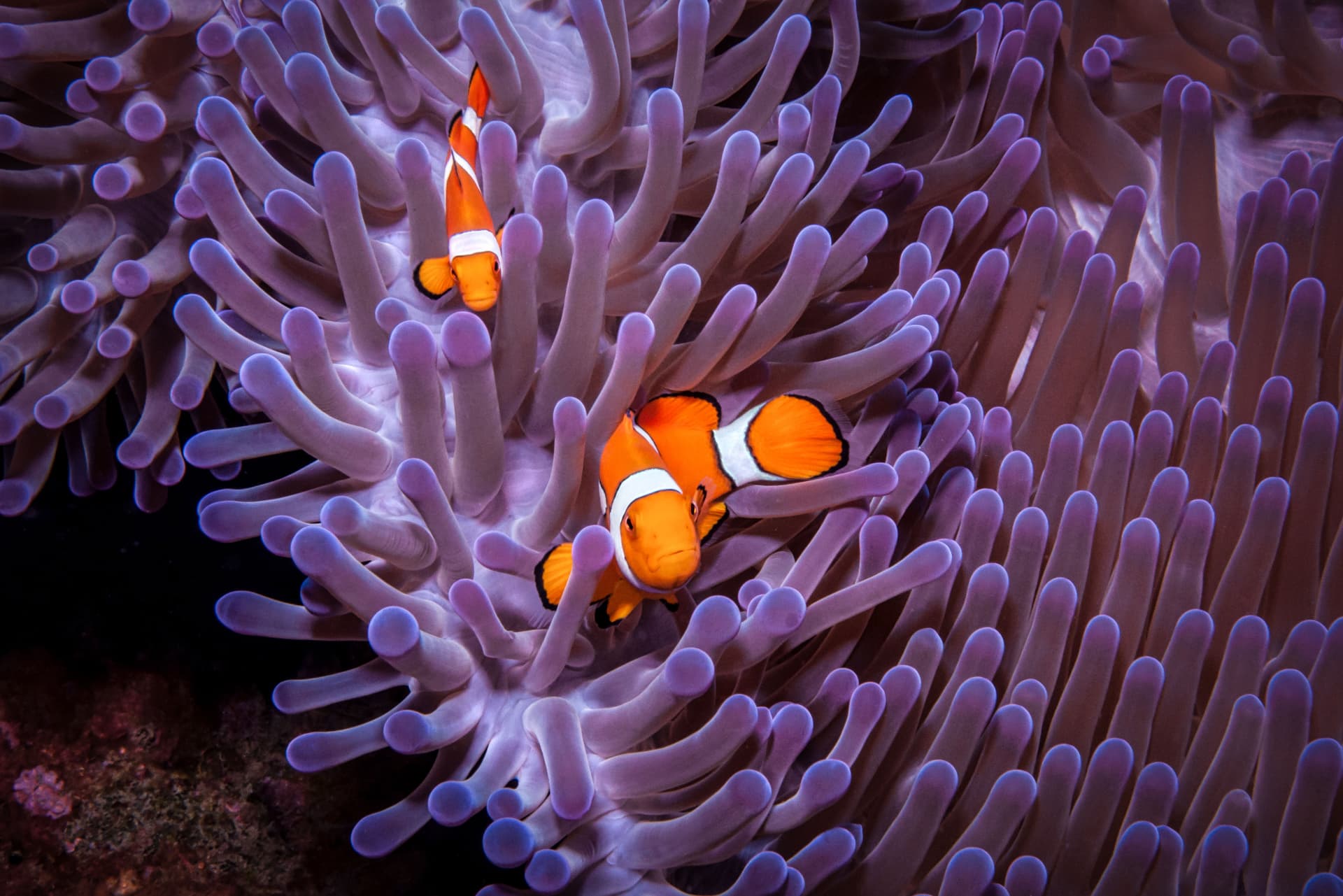 Clownfish sheltered among the tentacles of a sea anemone