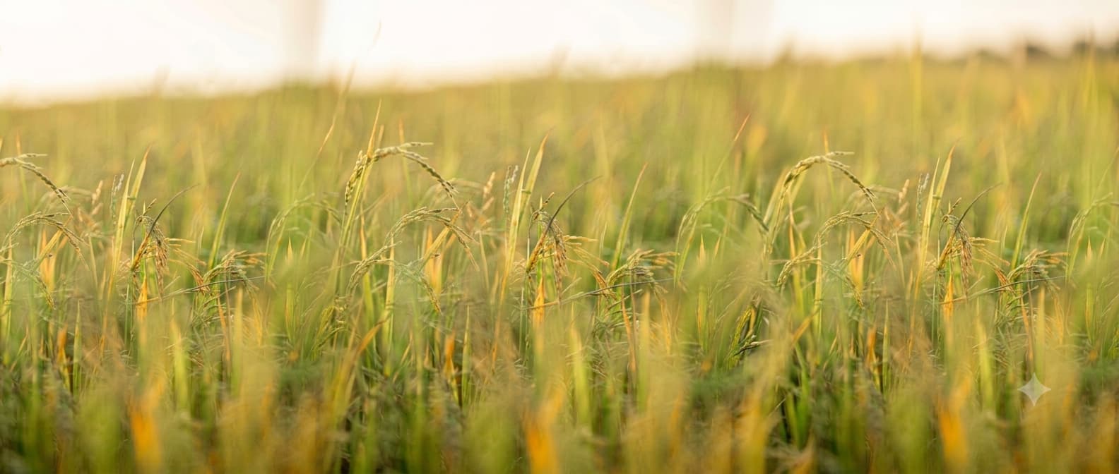 Golden crop field at sunrise.
