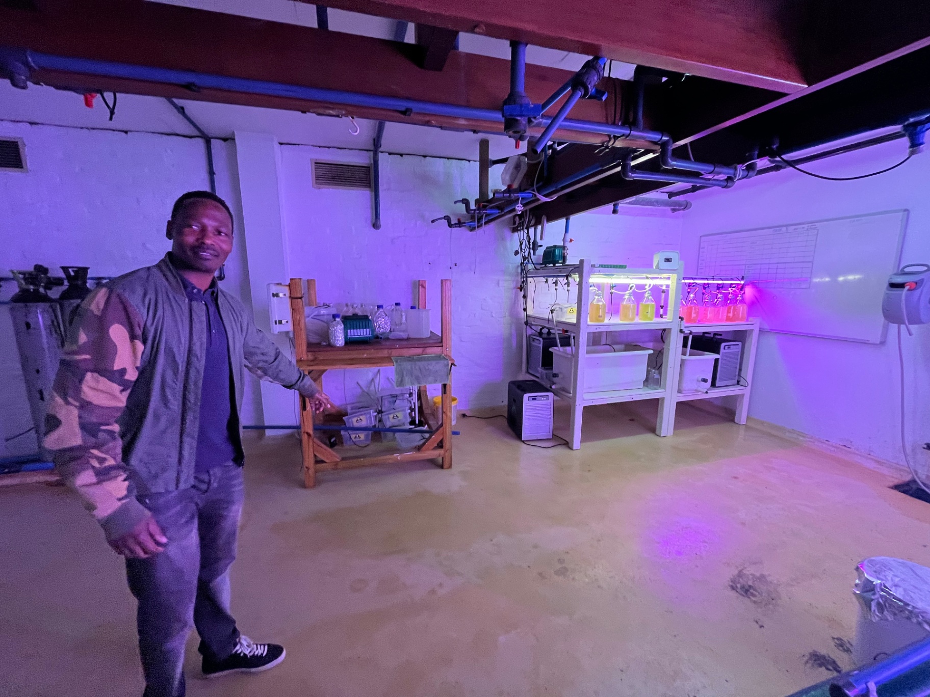 A researcher in a laboratory lit by purple grow lights